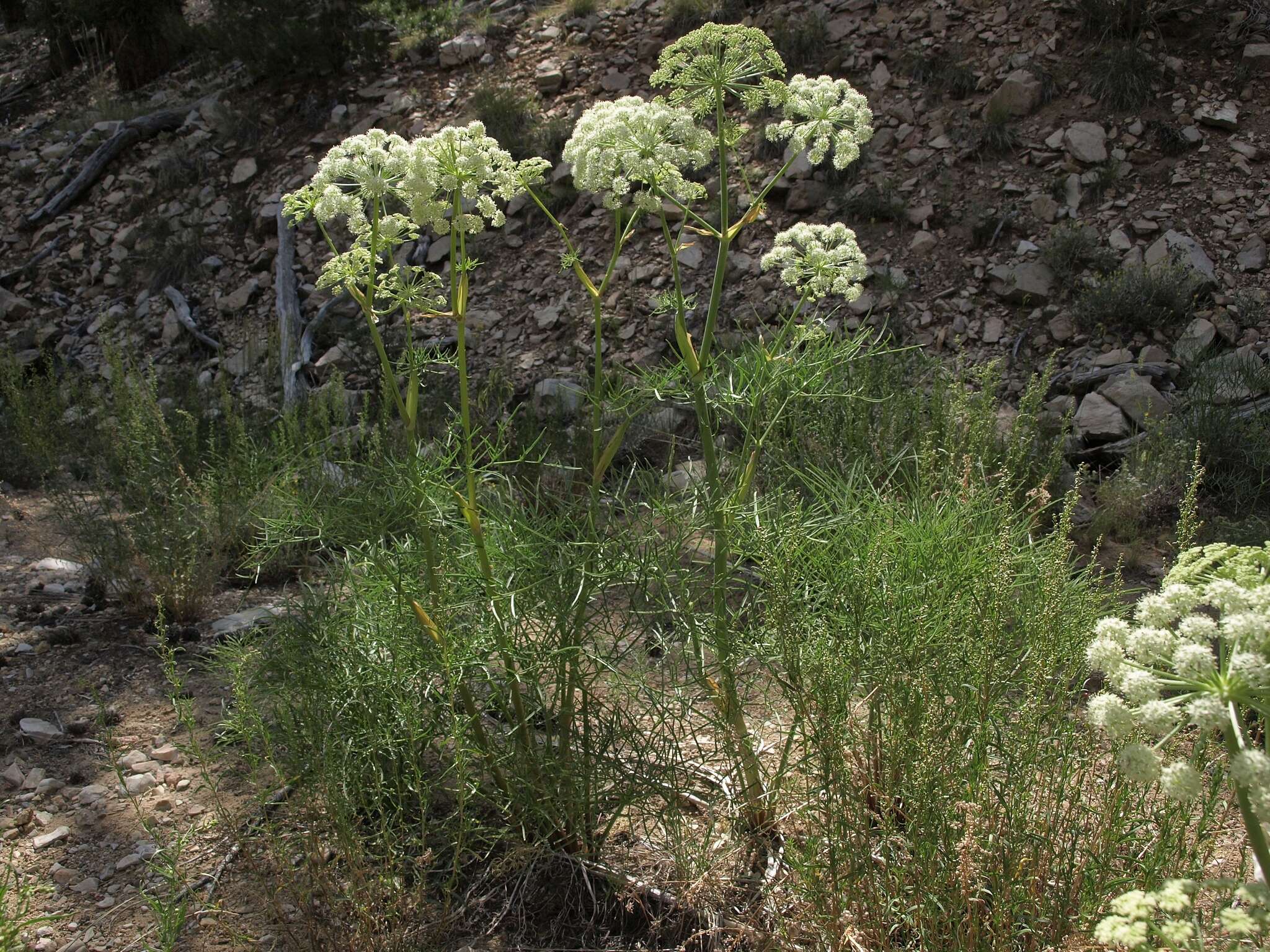 Image of poison angelica