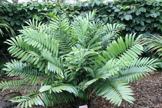 Image of Cycad