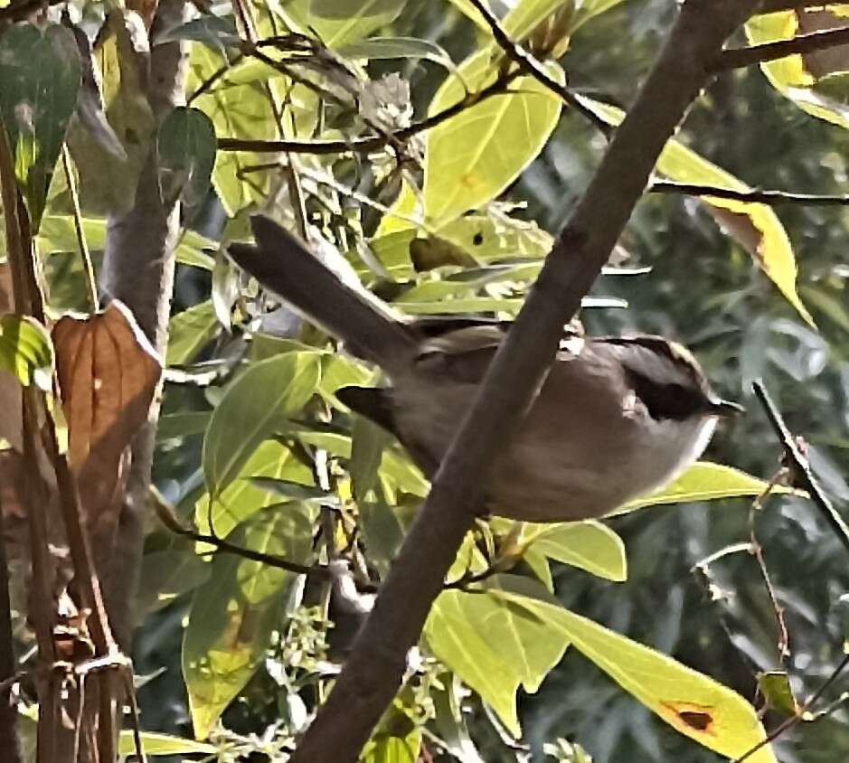 Image of White-browed Fulvetta