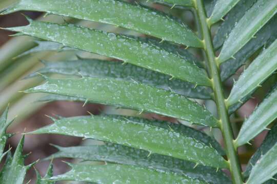 Image of Mombasa Cycad