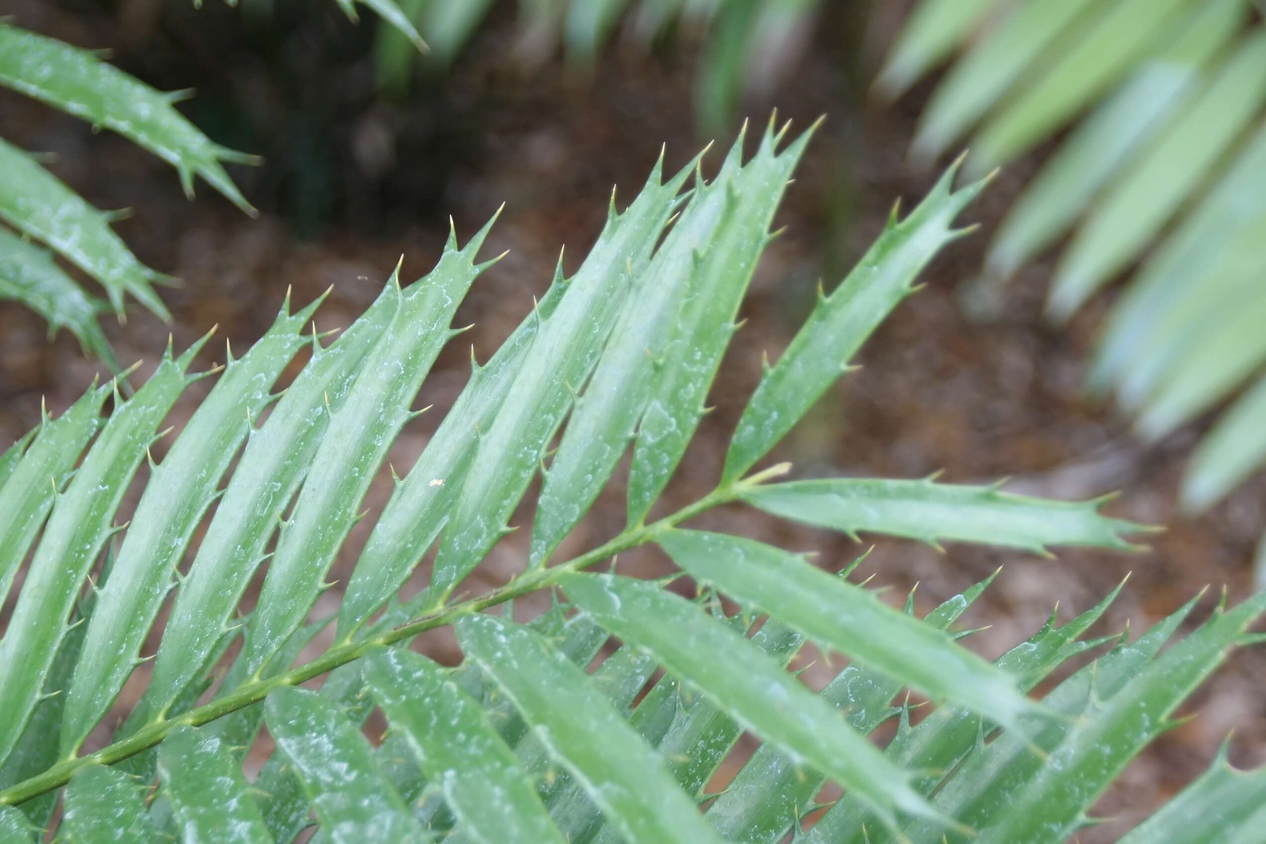 Image of Mombasa Cycad