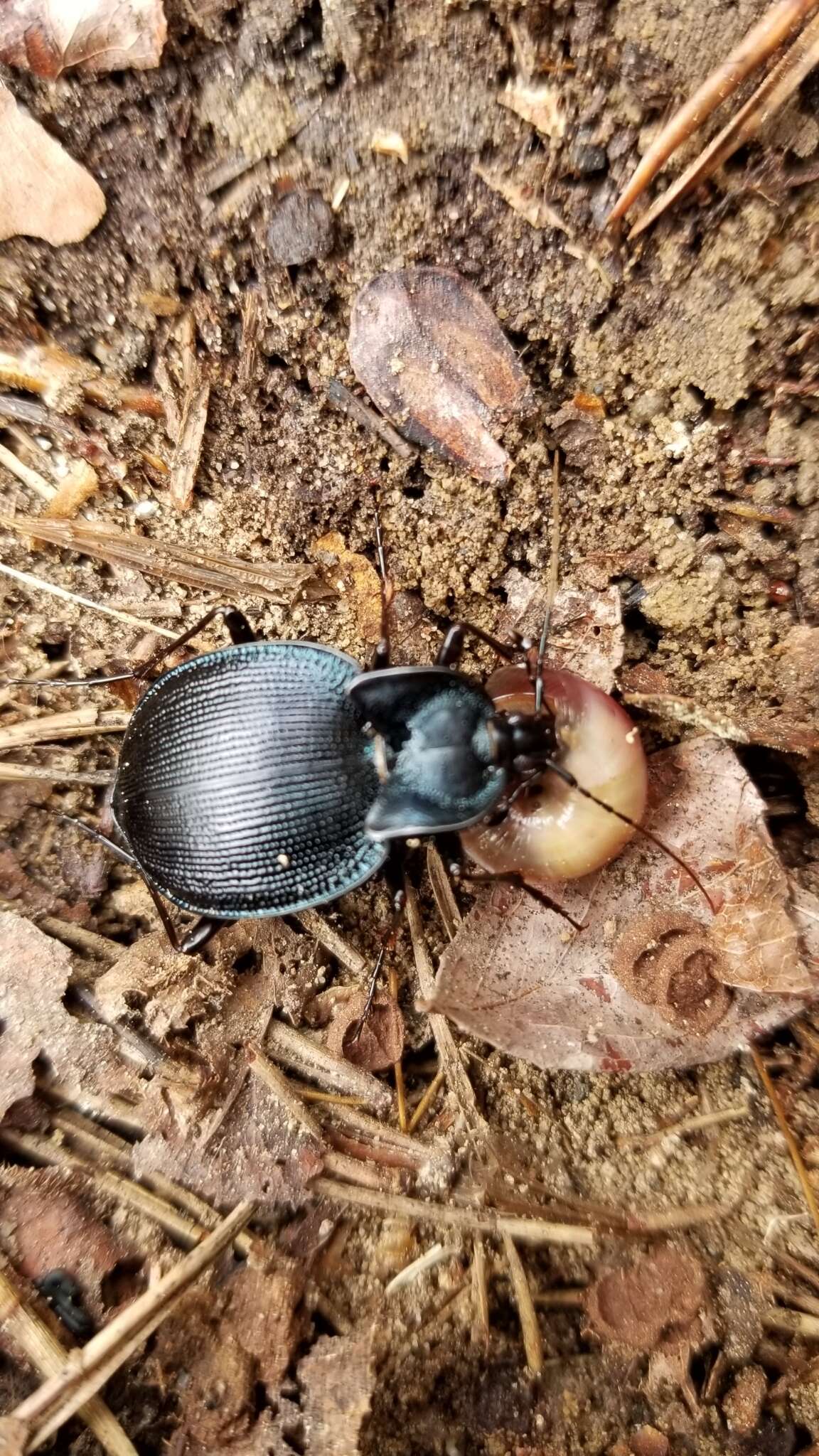 صورة Scaphinotus (Scaphinotus) unicolor (Fabricius 1787)