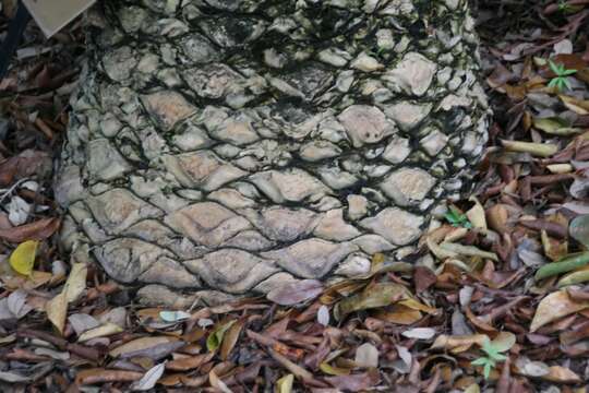 Image of Mombasa Cycad