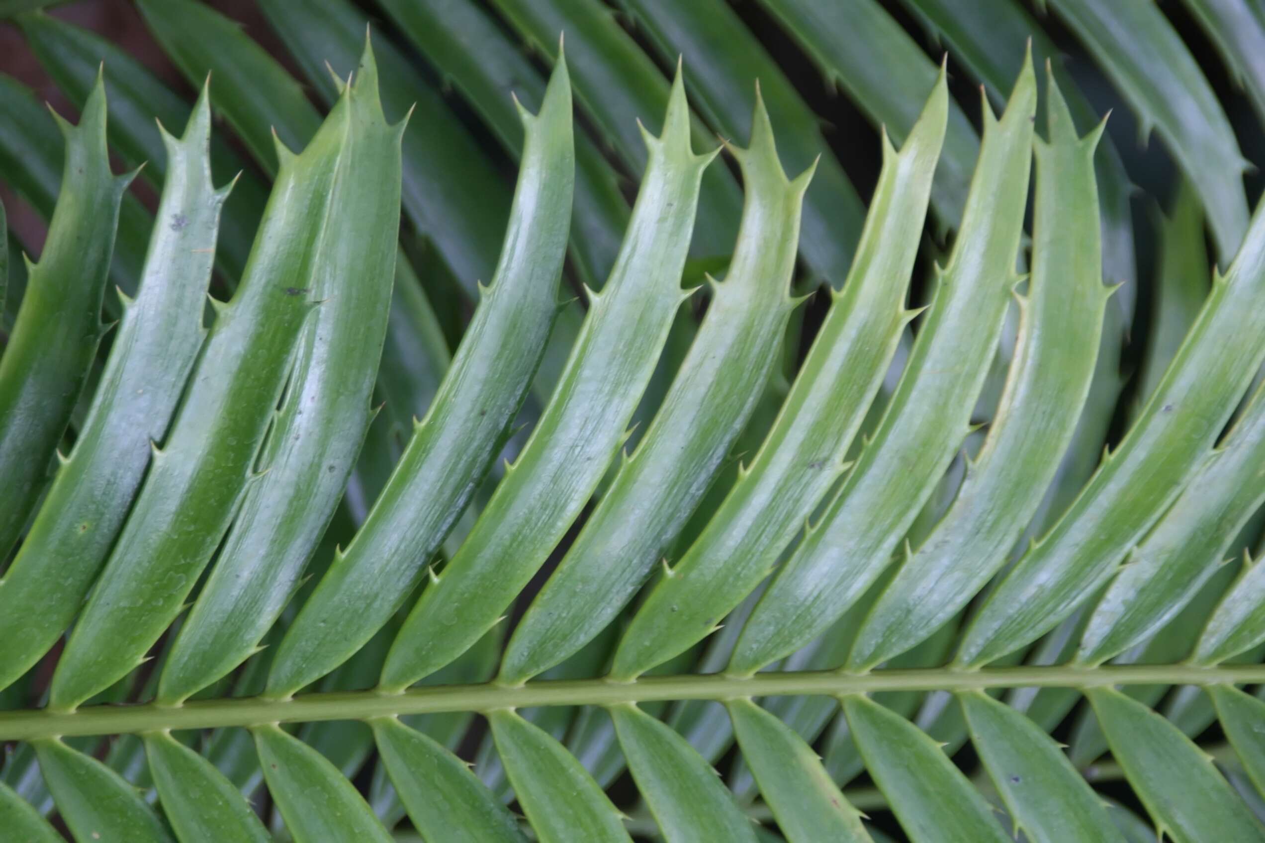 Image of Mombasa Cycad