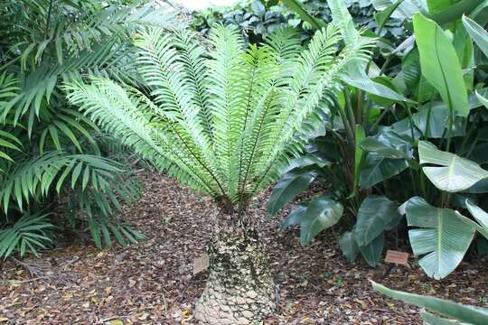 Image of Mombasa Cycad