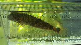 Cottus aleuticus Gilbert 1896 resmi