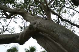 Image of gumbo limbo