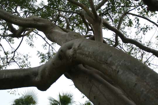 Image of gumbo limbo