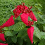 Image of red mussaenda