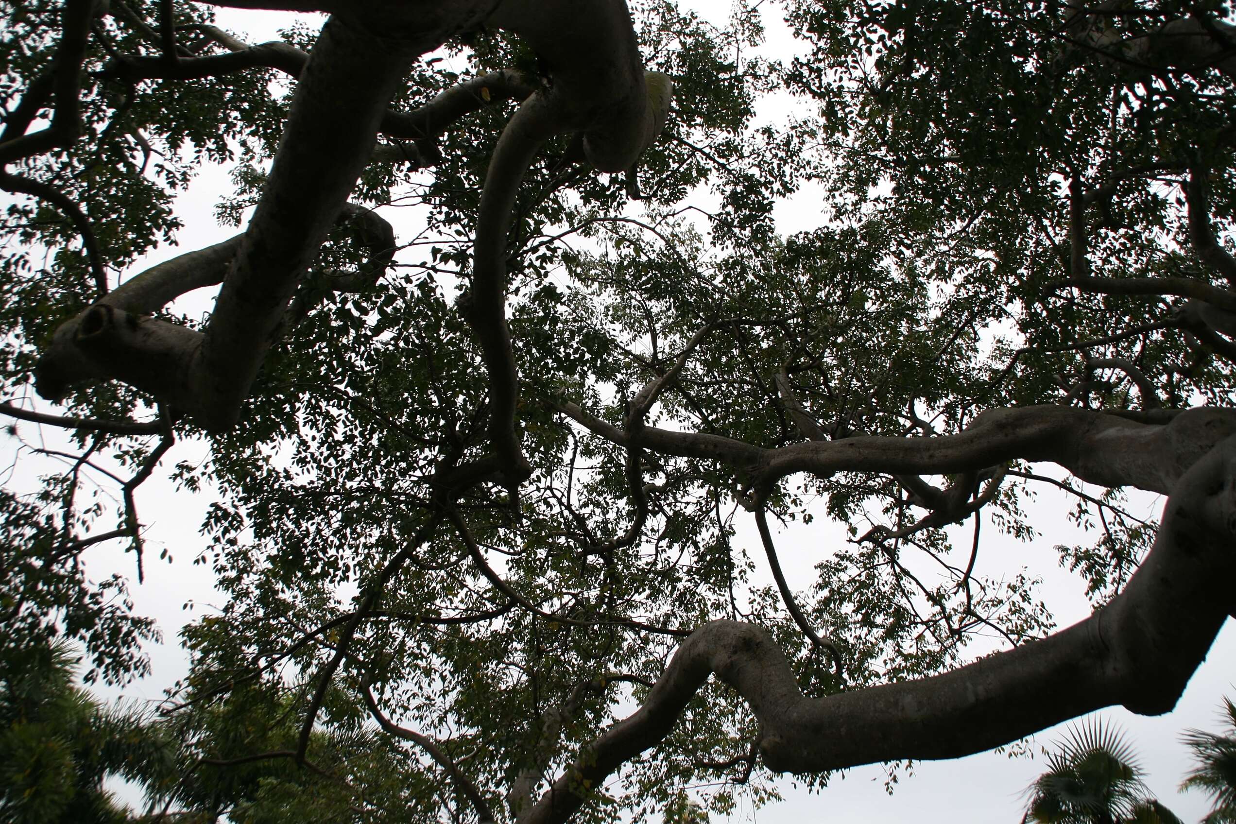 Image of gumbo limbo