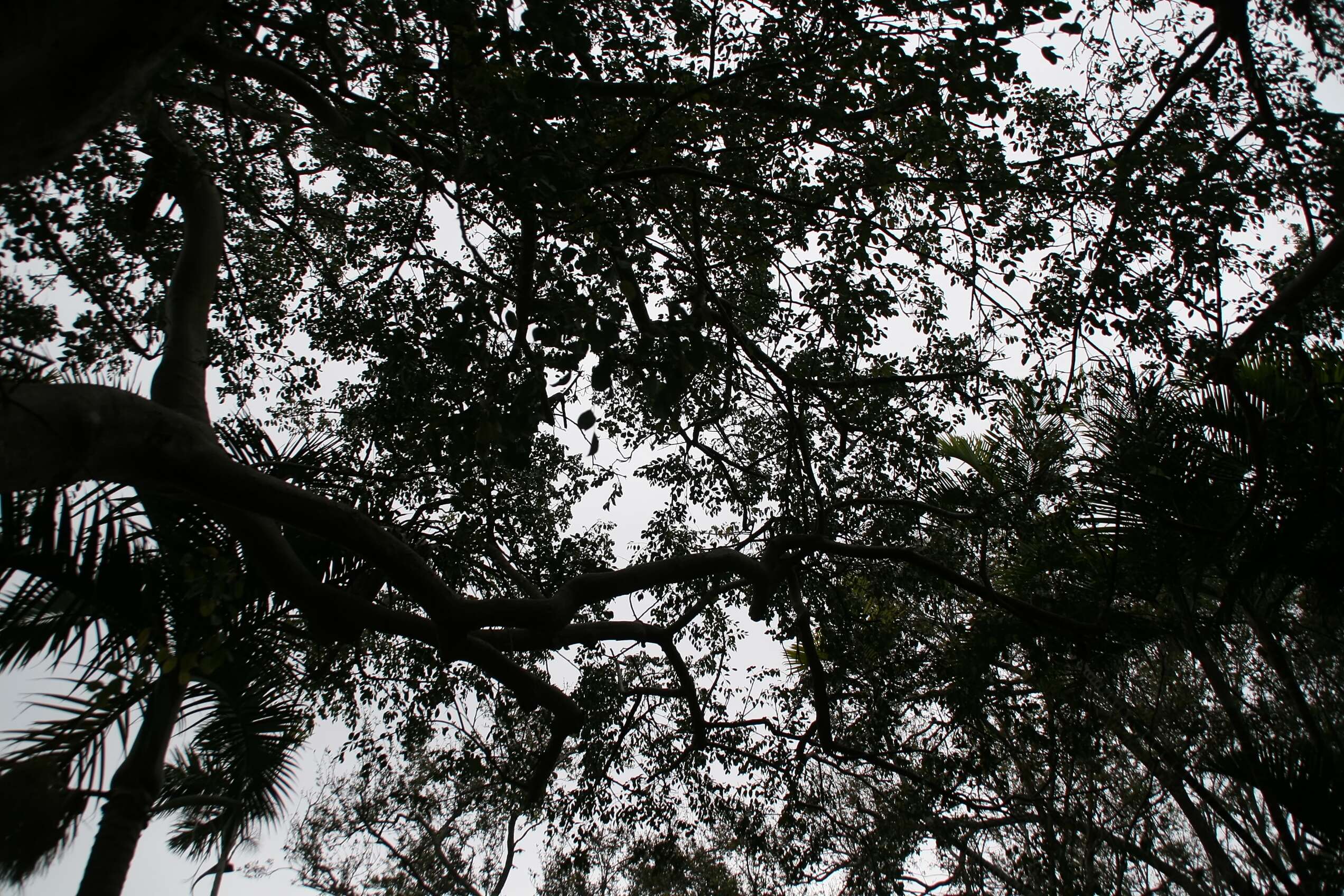 Image of gumbo limbo