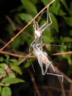 Image of Aglaothorax longipennis (Rentz, D. C. F. & Weissman 1981)