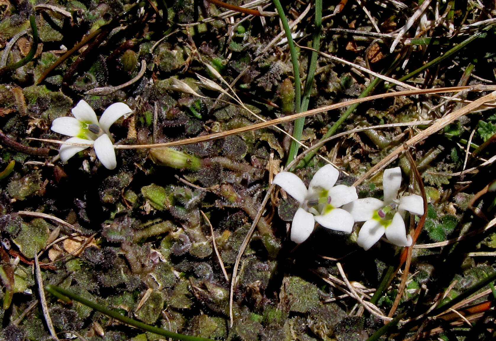 Image of Lobelia carens Heenan