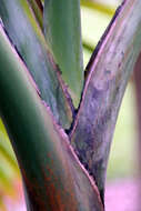Image of Palmiste Poison