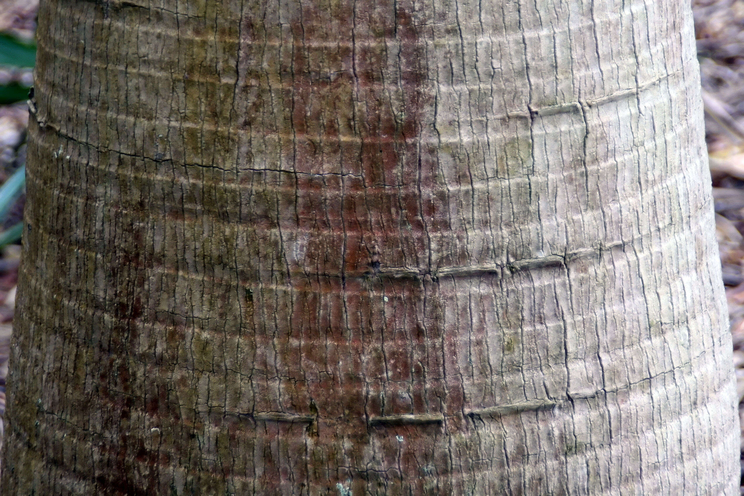 Image of Bottle Palm