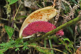 Imagem de Anthurium formosum Schott