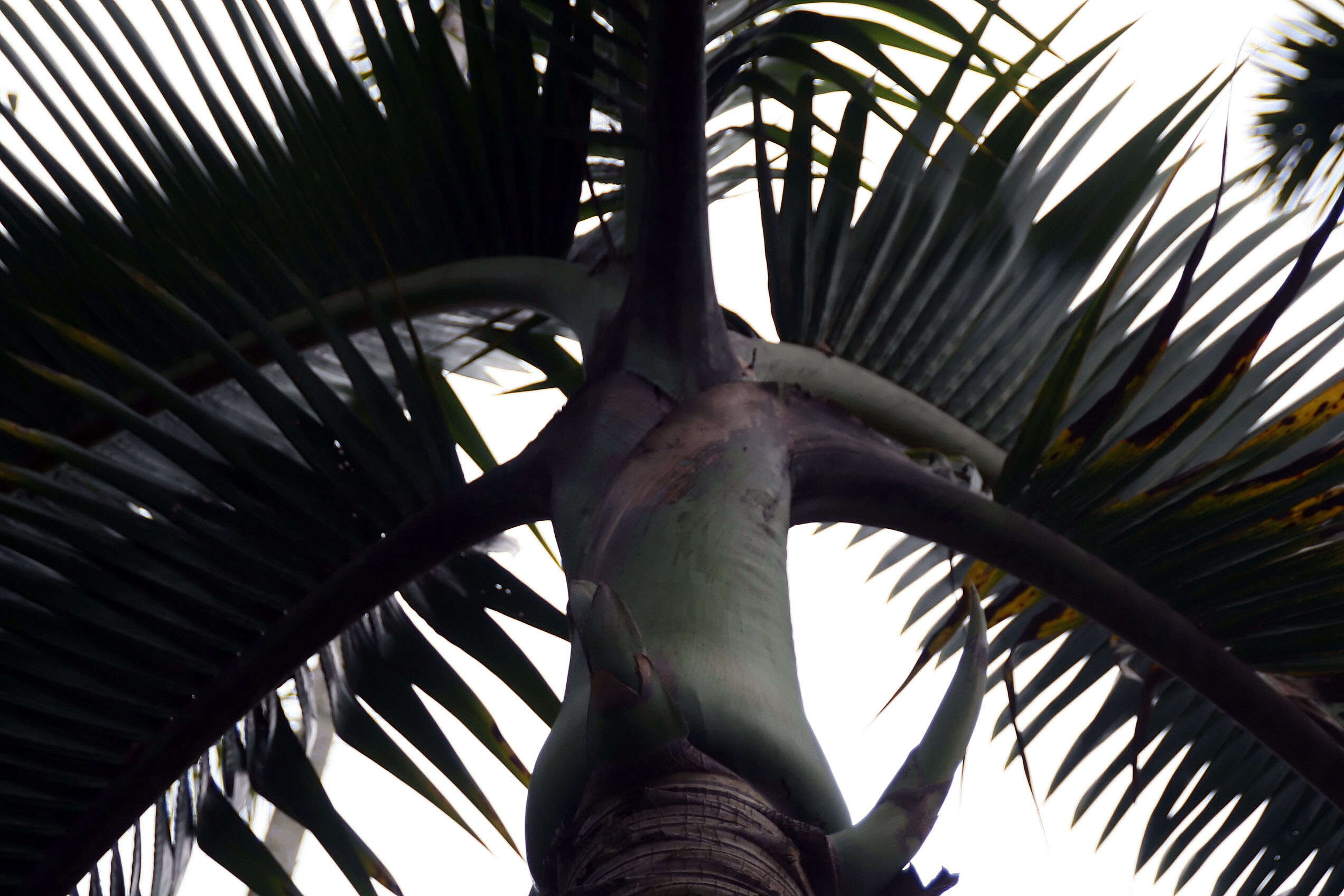 Image of Bottle Palm