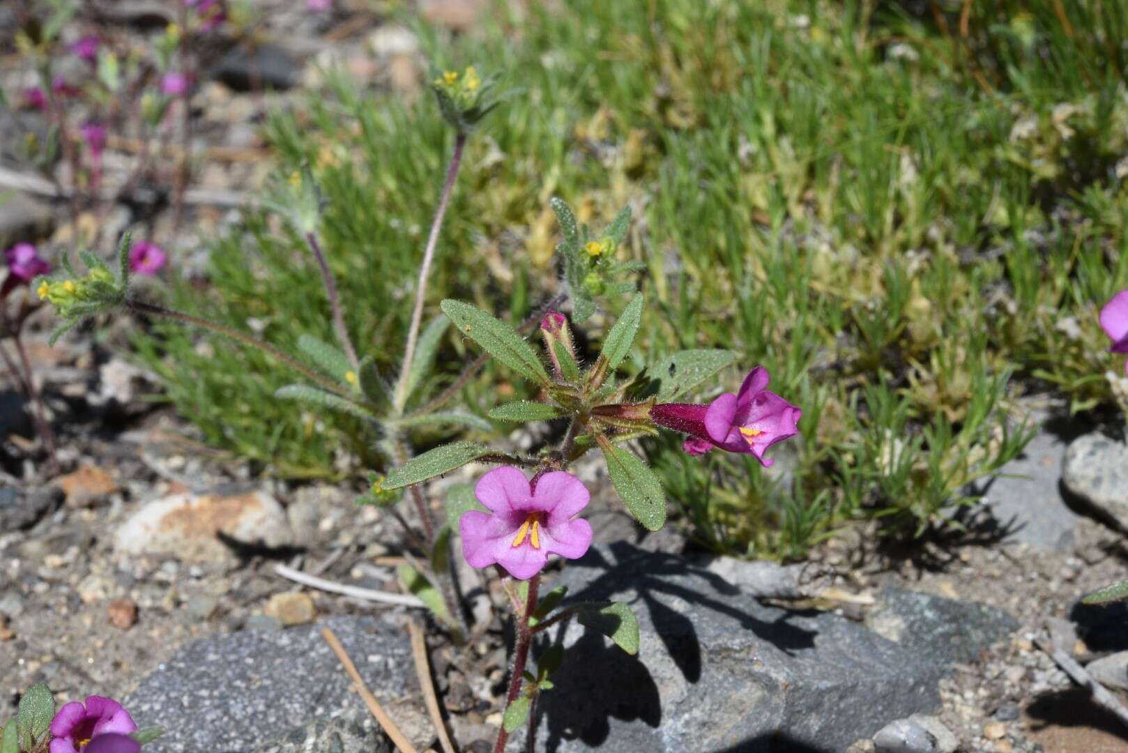 Image of Torrey's monkeyflower