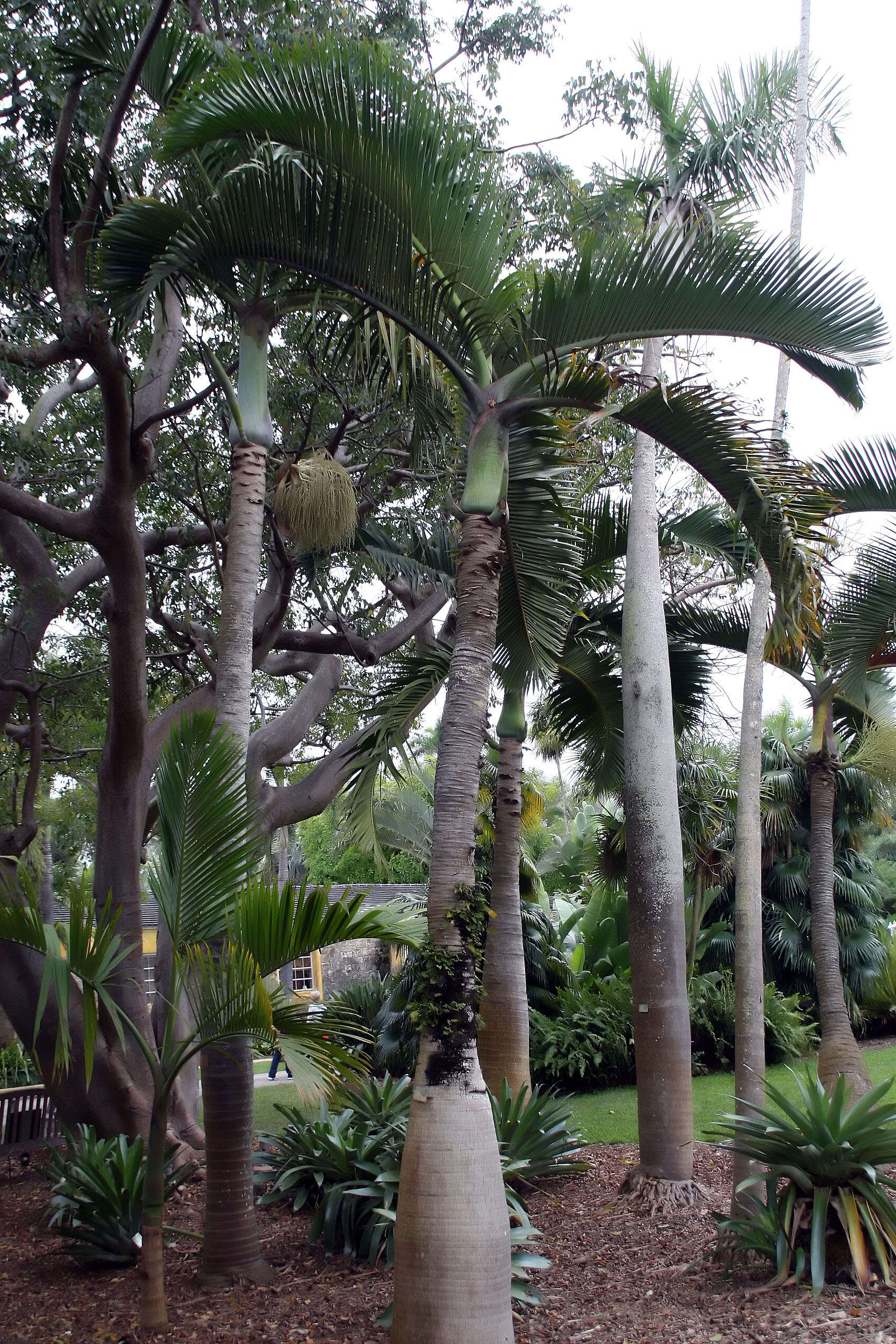 Image of Bottle Palm