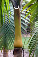 Image of Palmiste Poison
