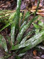 Image of Asplenium attenuatum R. Br.