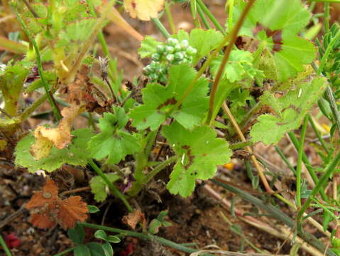 Image of Pelargonium elongatum (Cav.) Steud.