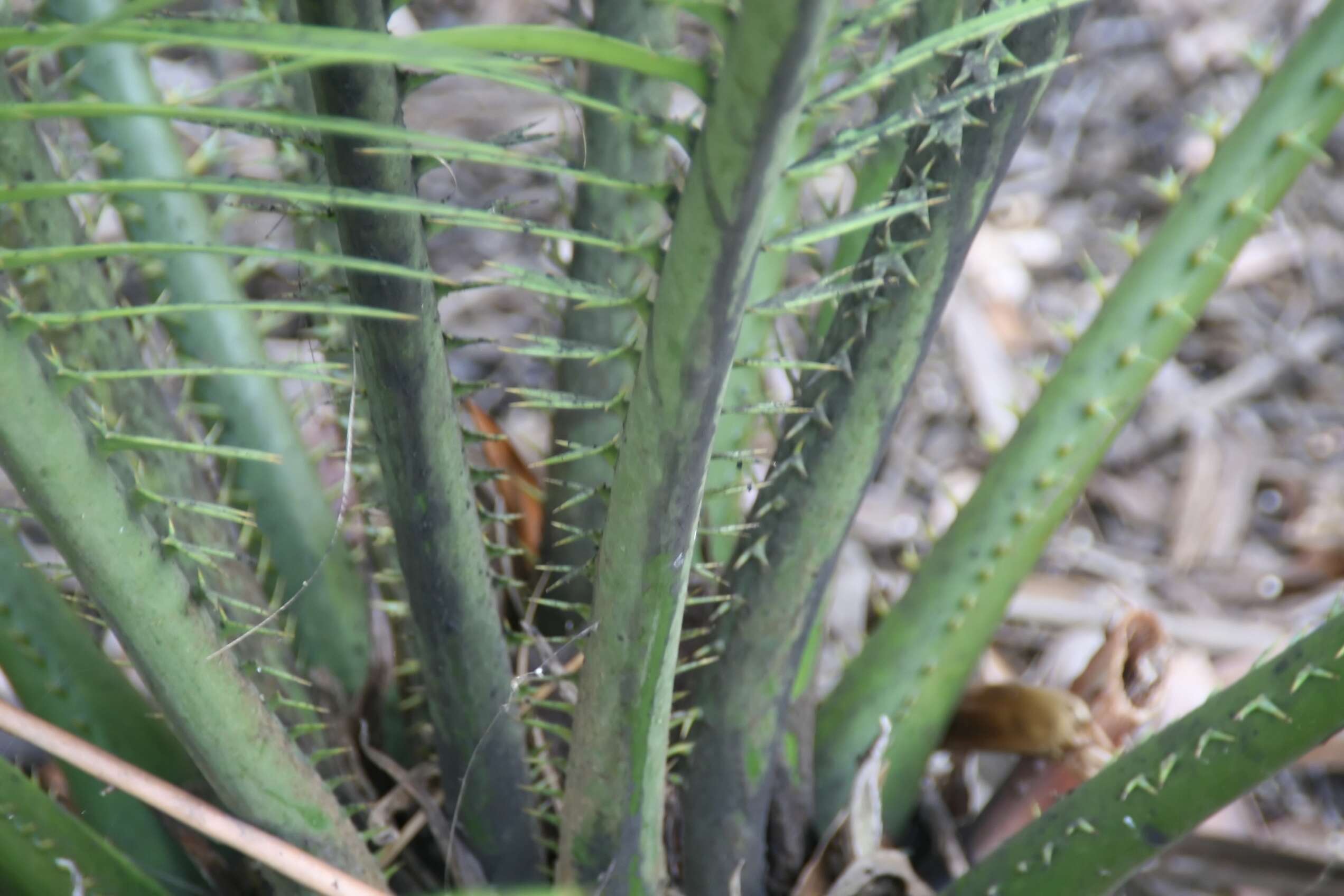 Image de Encephalartos kisambo Faden & Beentje