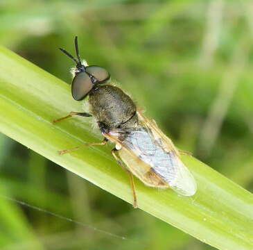 Image of Dischizocera
