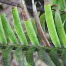 Image of Voi Cycad