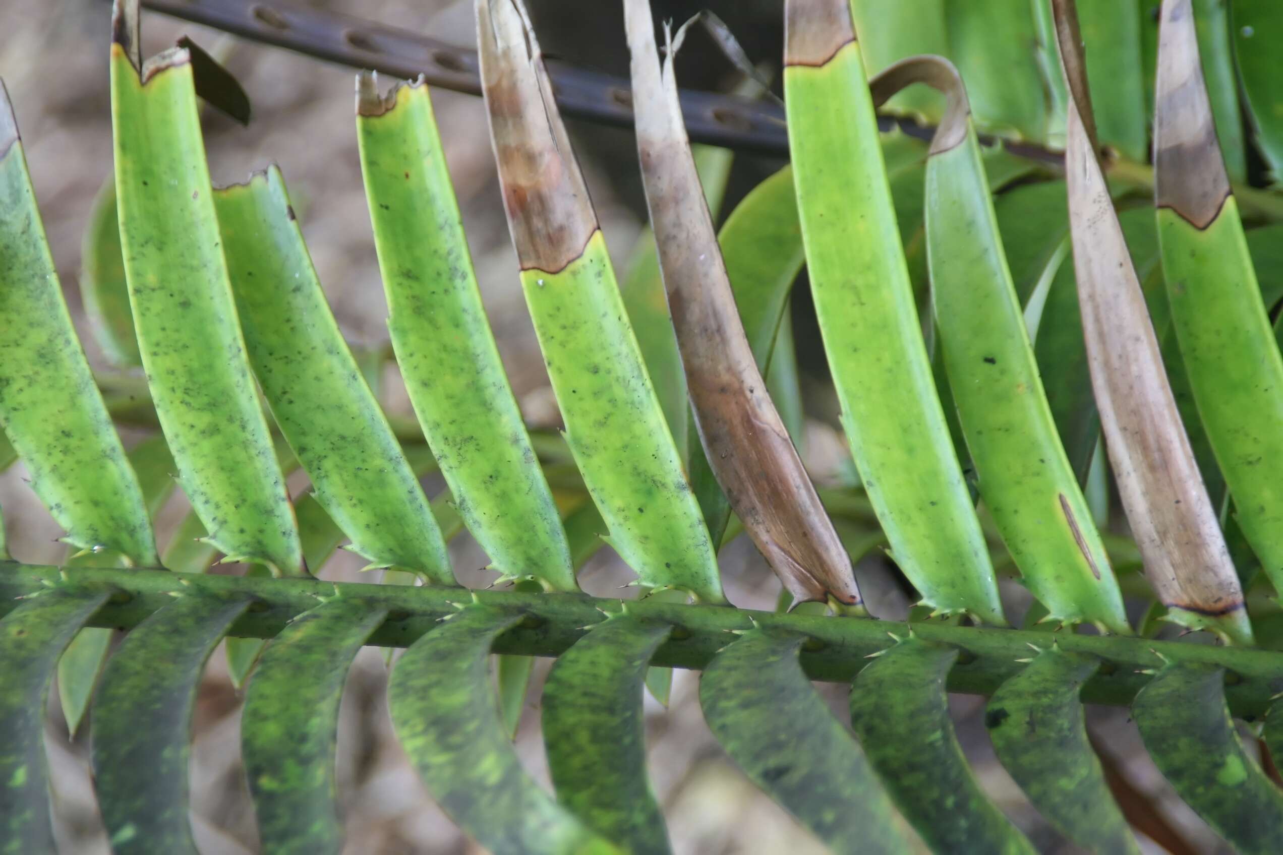 Image of Voi Cycad