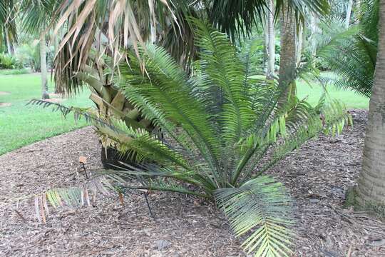 Image de Encephalartos kisambo Faden & Beentje