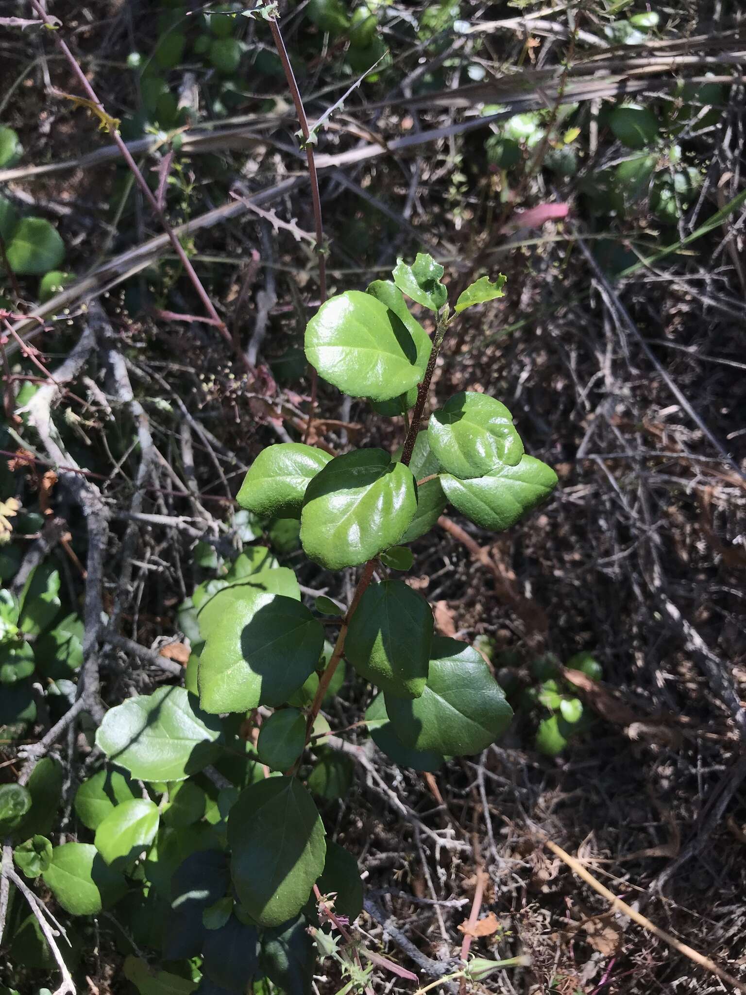 Image of island gooseberry