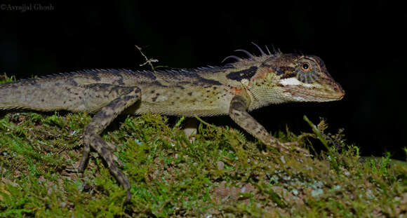 Image of Monilesaurus acanthocephalus Pal, Vijayakumar, Shanker, Jayarajan & Deepak 2018