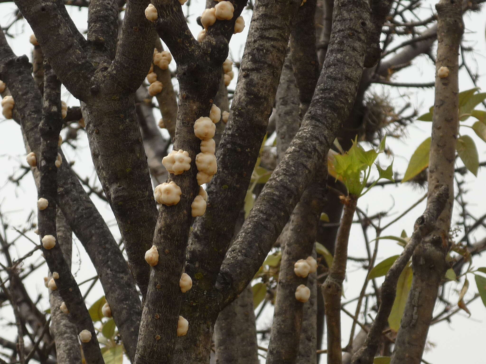 صورة Ceroplastes albolineatus