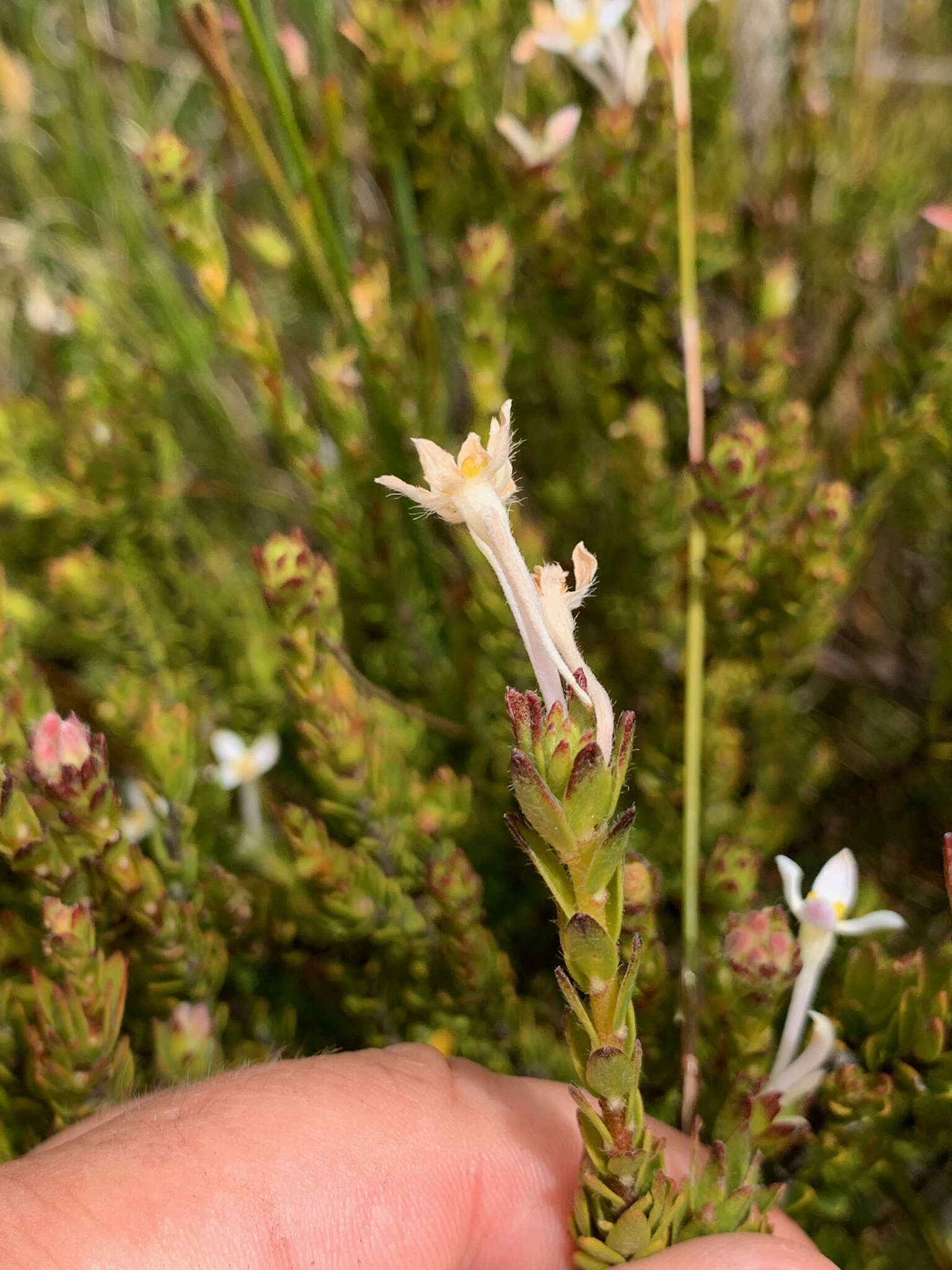 Plancia ëd Gnidia tomentosa L.