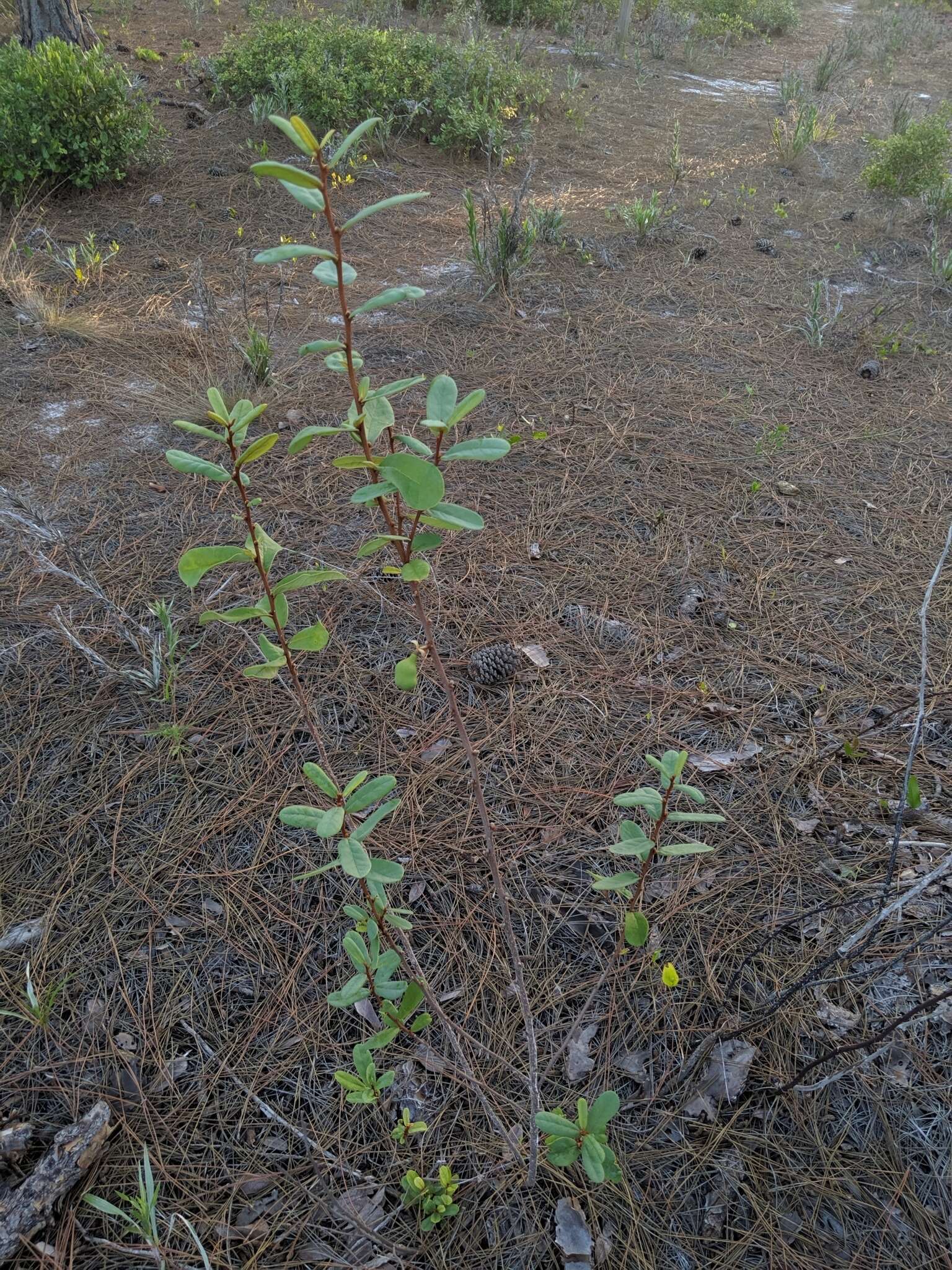 Plancia ëd Asimina reticulata Shuttlew. ex Chapm.