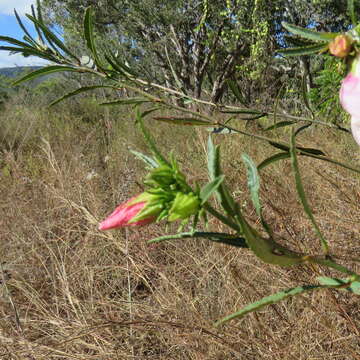 Image of Hibiscus meraukensis Hochr.