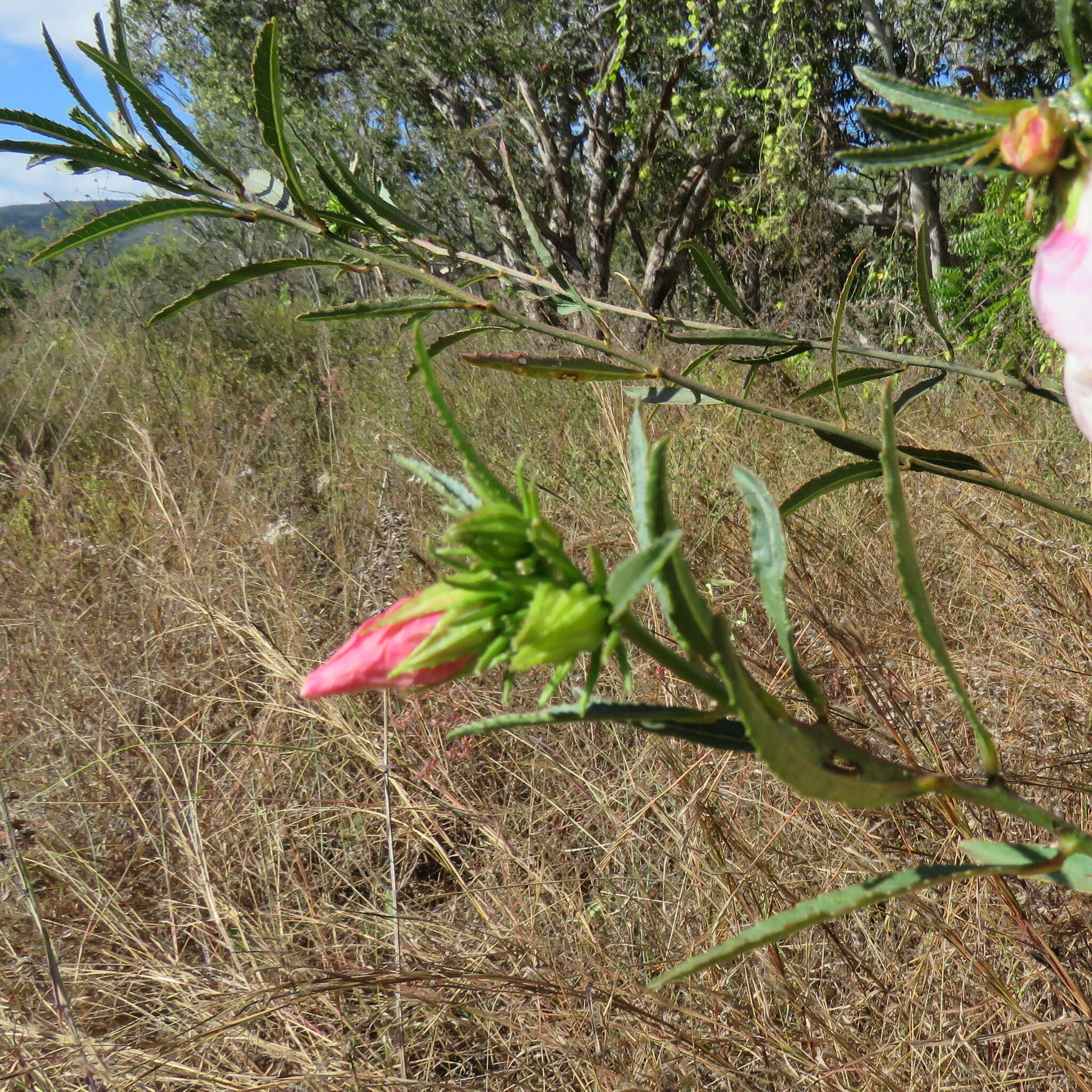 Image of Hibiscus meraukensis Hochr.