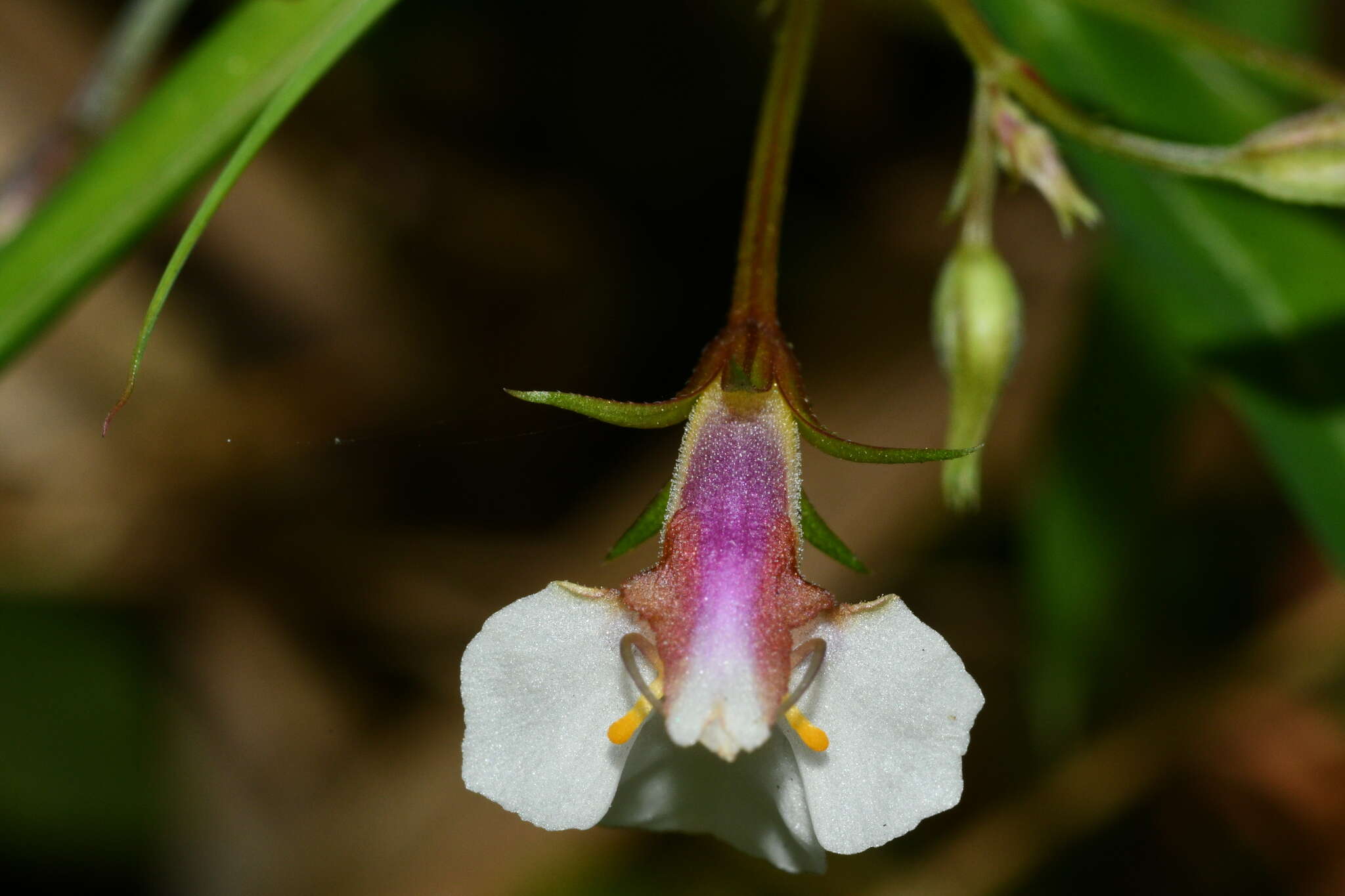 Vandellia scutellariiformis (T. Yamaz.) T. Yamaz. resmi