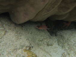 Image of Fine-lined Squirrelfish