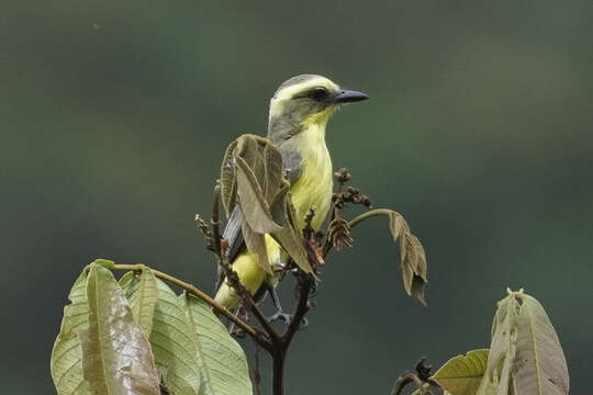 Conopias cinchoneti (Tschudi 1844)的圖片