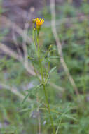 Tagetes lemmonii A. Gray resmi