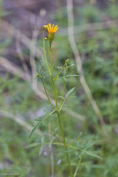 Image of Lemmon's marigold