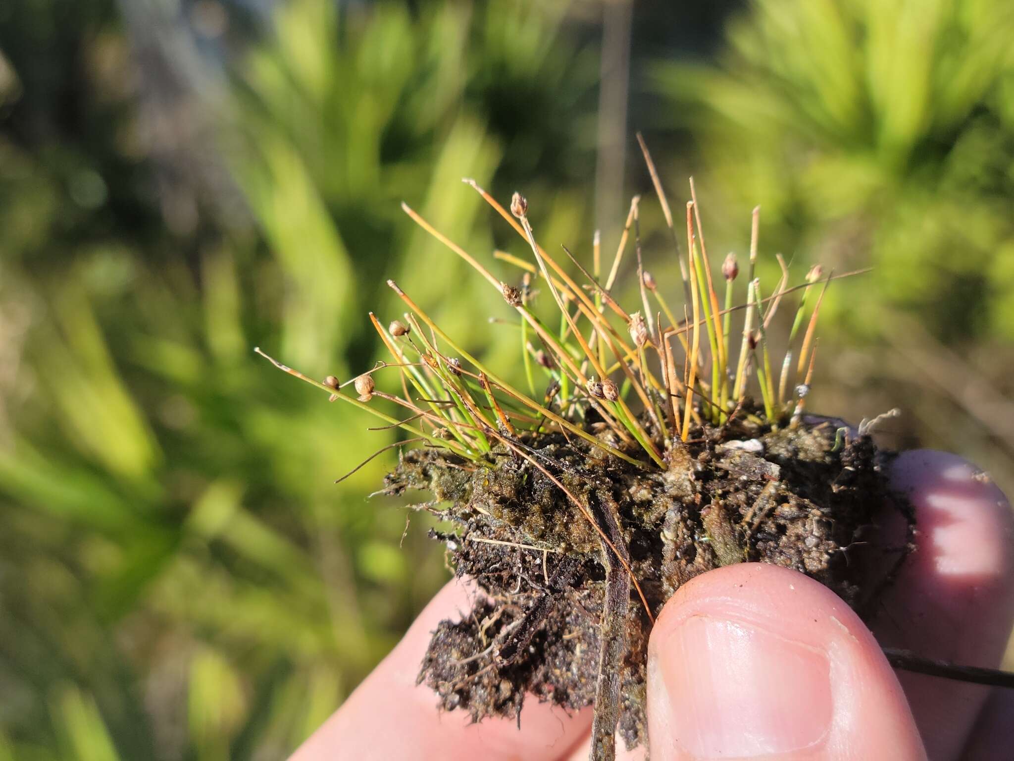 Sivun Eleocharis atropurpurea (Retz.) J. Presl & C. Presl kuva