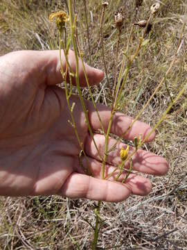 Image of dogfennel