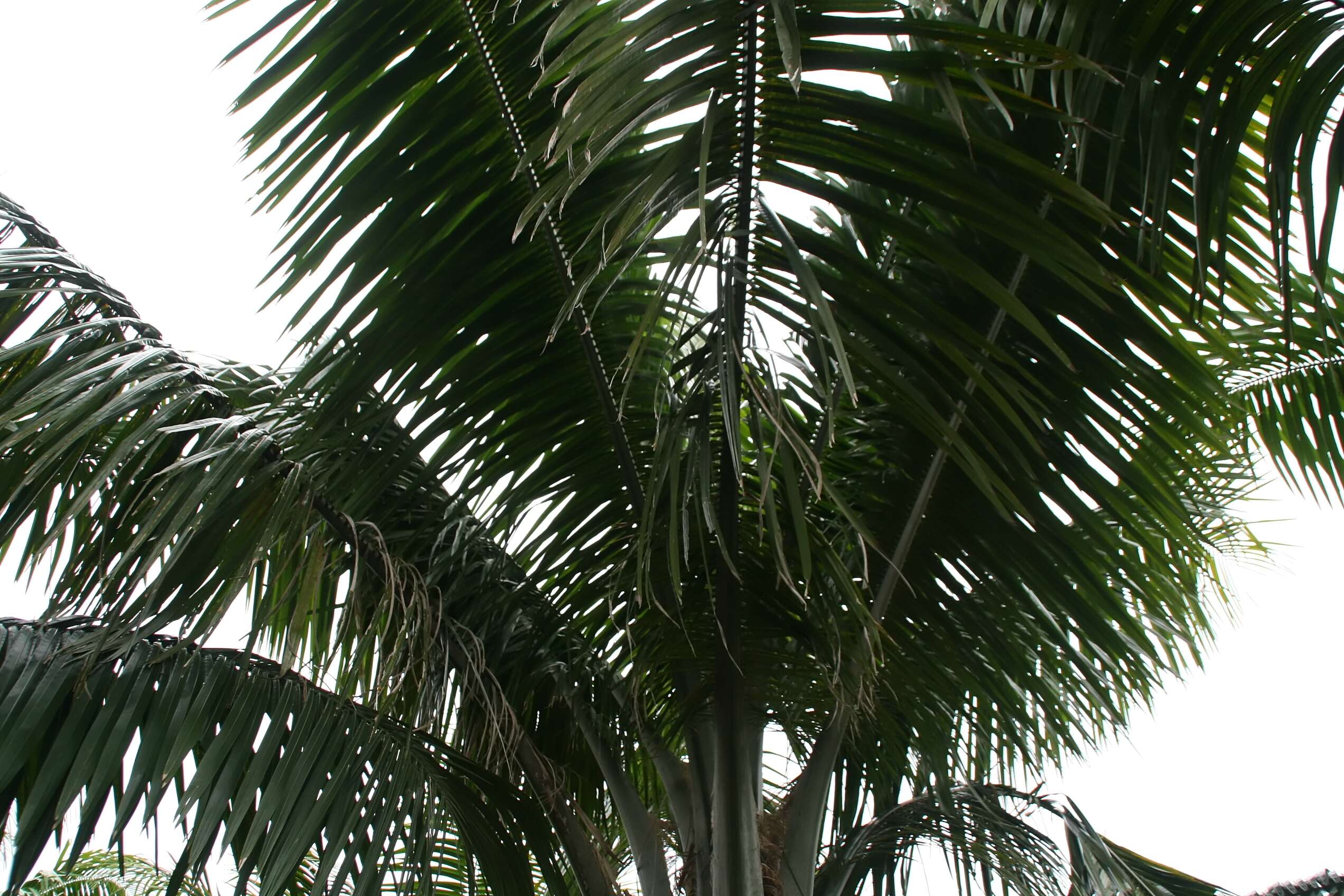 Image of Carossier palm