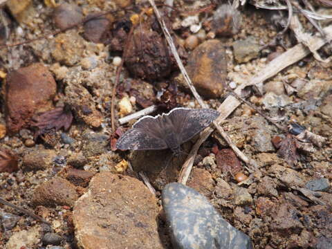 Image of Funereal Duskywing