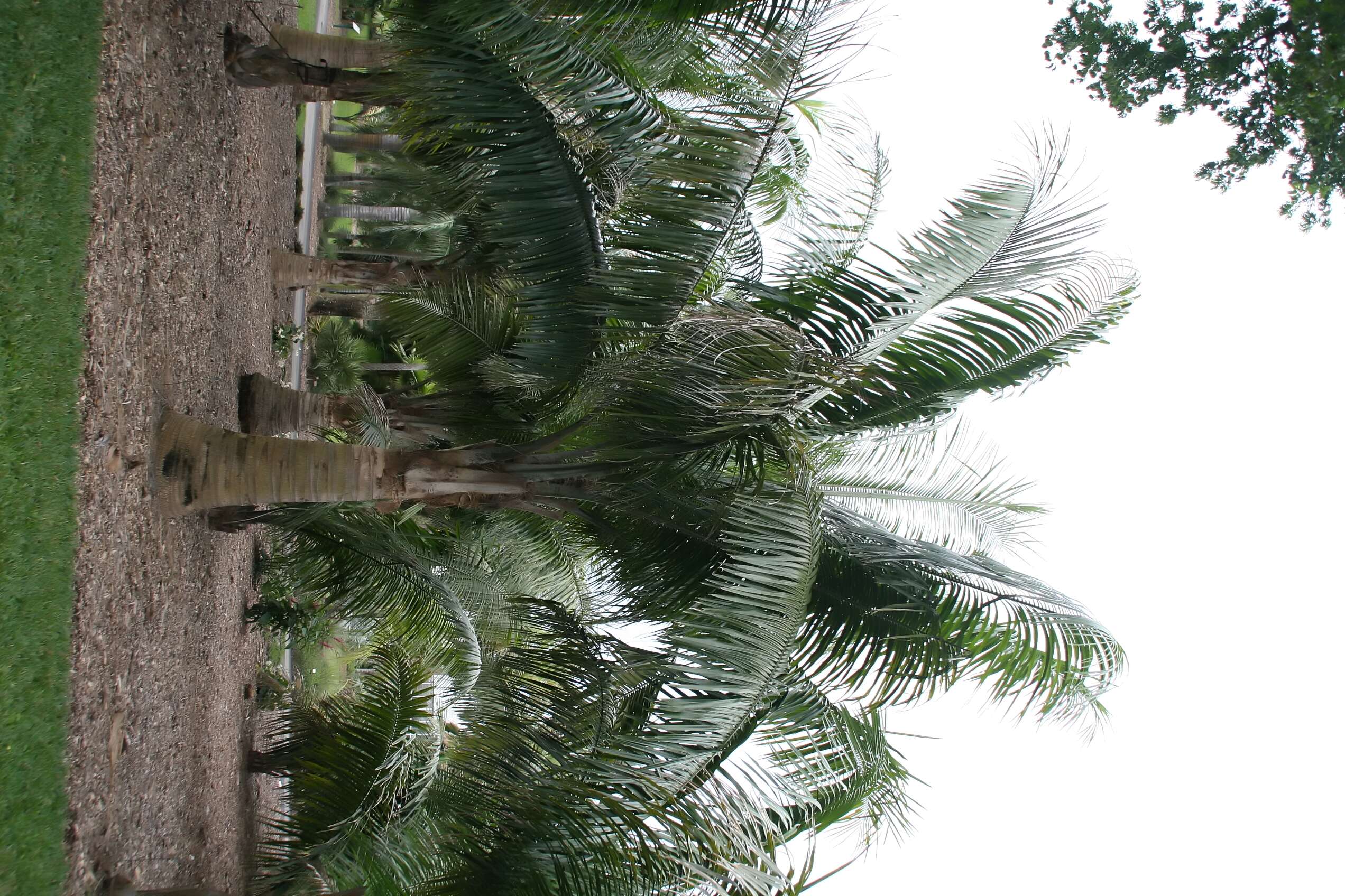 Image of Carossier palm