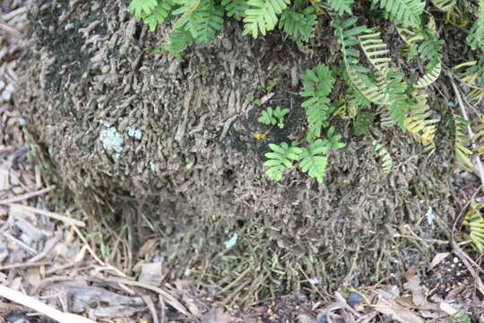 Image of pygmy date palm