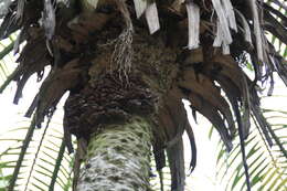 Image of pygmy date palm